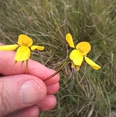 Diuris monticola at Tantawangalo, NSW - suppressed