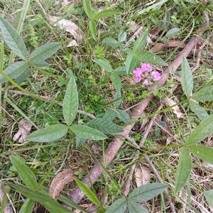 Cullen microcephalum at Tantawangalo, NSW by mahargiani