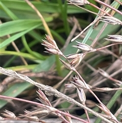 Juncus bufonius (Toad Rush) at Gunning, NSW - 9 Dec 2024 by JaneR