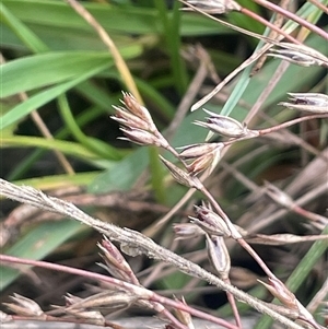 Juncus bufonius (Toad Rush) at Gunning, NSW by JaneR