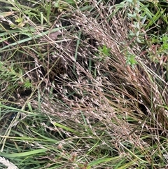 Juncus bufonius at Gunning, NSW - 9 Dec 2024