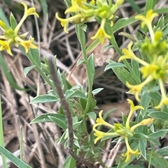 Pimelea curviflora var. sericea (Curved Riceflower) at Gunning, NSW - 9 Dec 2024 by JaneR