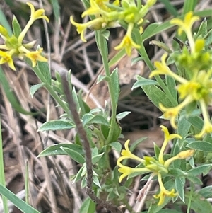 Pimelea curviflora var. sericea at Gunning, NSW - 9 Dec 2024