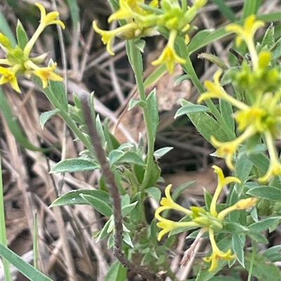 Pimelea curviflora at Gunning, NSW - 9 Dec 2024 by JaneR