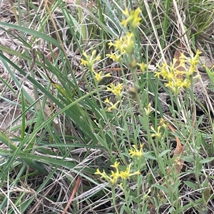 Pimelea curviflora var. sericea at Gunning, NSW - 9 Dec 2024