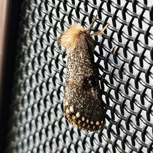 Epicoma contristis (Yellow-spotted Epicoma Moth) at Hawker, ACT by sangio7