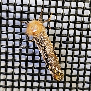 Epicoma contristis at Hawker, ACT - 12 Dec 2024 07:34 AM