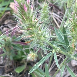 Trifolium angustifolium at Gunning, NSW - 9 Dec 2024