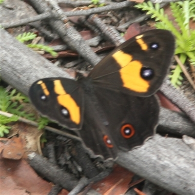 Tisiphone abeona (Varied Sword-grass Brown) at Glen Allen, NSW - 11 Dec 2024 by mahargiani