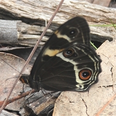 Tisiphone abeona at Glen Allen, NSW - 11 Dec 2024 12:04 PM