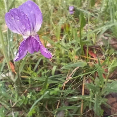 Viola sp. at Glen Allen, NSW - 10 Dec 2024 by mahargiani