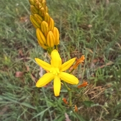 Bulbine sp. at Glen Allen, NSW - 11 Dec 2024 by mahargiani