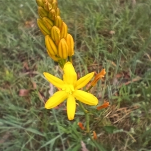 Bulbine sp. at Glen Allen, NSW - 11 Dec 2024