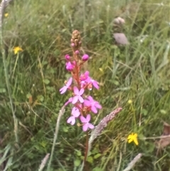 Stylidium sp. (Trigger Plant) at Glen Allen, NSW - 11 Dec 2024 by mahargiani