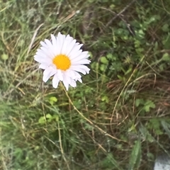 Leucanthemum vulgare (Ox-eye Daisy) at Glen Allen, NSW - 10 Dec 2024 by mahargiani