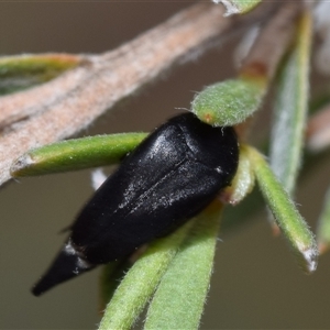 Mordella sp. (genus) at Karabar, NSW - 9 Dec 2024 10:06 AM