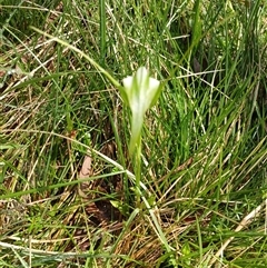 Pterostylis falcata (Sickle Greenhood) at Glen Allen, NSW - 11 Dec 2024 by mahargiani