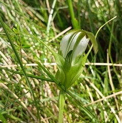 Pterostylis falcata at Glen Allen, NSW - suppressed