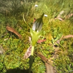 Pterostylis falcata at Glen Allen, NSW - suppressed