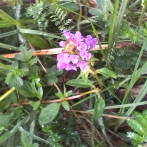 Prunella vulgaris at Glen Allen, NSW - 11 Dec 2024