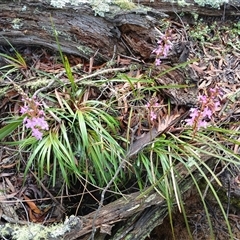 Stylidium armeria subsp. armeria (thrift trigger plant) at Glen Allen, NSW - 11 Dec 2024 by mahargiani