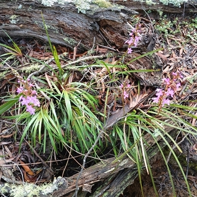 Stylidium armeria subsp. armeria (thrift trigger plant) at Glen Allen, NSW - 11 Dec 2024 by mahargiani