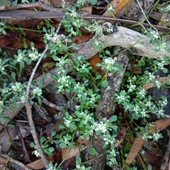 Poranthera microphylla (Small Poranthera) at Glen Allen, NSW - 11 Dec 2024 by mahargiani