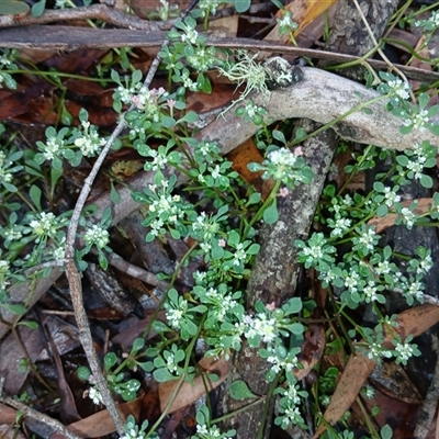 Poranthera microphylla at Glen Allen, NSW - 10 Dec 2024 by mahargiani