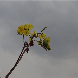 Cochlospermum fraseri at Wunaamin Miliwundi Ranges, WA by Mike