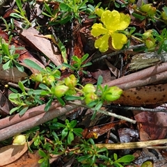 Hibbertia obtusifolia at Glen Allen, NSW - 10 Dec 2024 by mahargiani