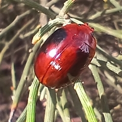 Unidentified Leaf beetle (Chrysomelidae) at Glen Allen, NSW - 10 Dec 2024 by mahargiani