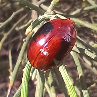 Unidentified Leaf beetle (Chrysomelidae) at Glen Allen, NSW - 10 Dec 2024 by mahargiani