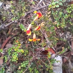 Bossiaea buxifolia at Glen Allen, NSW - 10 Dec 2024 by mahargiani