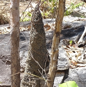 Unidentified Termite (superfamily Termitoidea) at Mitchell Plateau, WA by Mike