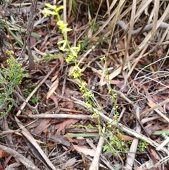 Stackhousia viminea (Slender Stackhousia) at Glen Allen, NSW - 11 Dec 2024 by mahargiani