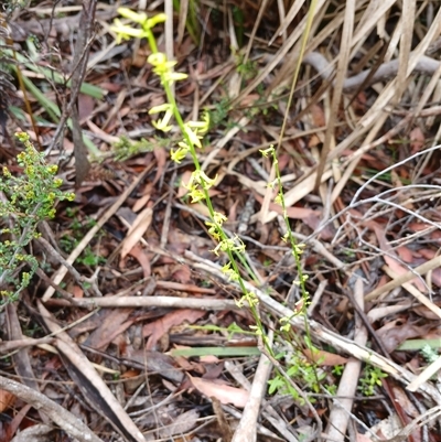 Stackhousia viminea (Slender Stackhousia) at Glen Allen, NSW - 11 Dec 2024 by mahargiani