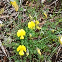 Gompholobium huegelii at Glen Allen, NSW - 11 Dec 2024 by mahargiani