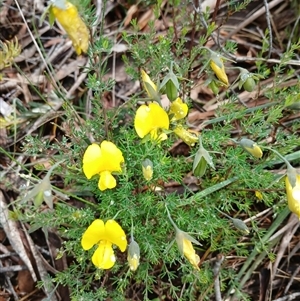 Gompholobium huegelii at Glen Allen, NSW by mahargiani