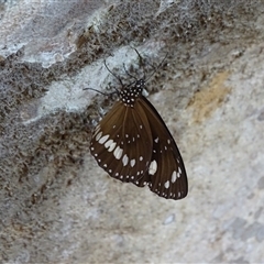 Euploea corinna (Common Crow Butterfly, Oleander Butterfly) at Mitchell Plateau, WA - 20 Sep 2024 by Mike