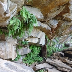 Unidentified Fern or Clubmoss at Mitchell Plateau, WA - 20 Sep 2024 by Mike