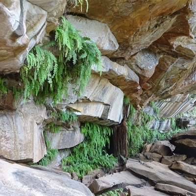 Unverified Fern or Clubmoss at Mitchell Plateau, WA - 20 Sep 2024 by Mike