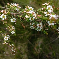 Baeckea utilis at Glen Allen, NSW - 11 Dec 2024 by mahargiani