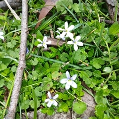 Lobelia pedunculata at Glen Allen, NSW - 11 Dec 2024 by mahargiani