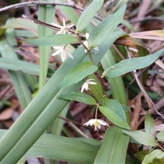 Drymophila cyanocarpa at Glen Allen, NSW - 11 Dec 2024 by mahargiani