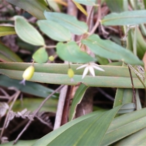 Eustrephus latifolius at Glen Allen, NSW - 11 Dec 2024