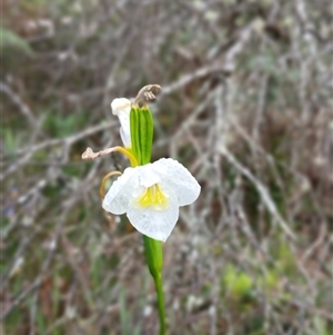 Patersonia sp. at Glen Allen, NSW by mahargiani