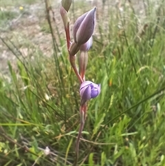 Thelymitra (Genus) (Sun Orchid) at Glen Allen, NSW - 11 Dec 2024 by mahargiani