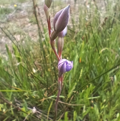 Thelymitra (Genus) (Sun Orchid) at Glen Allen, NSW - 11 Dec 2024 by mahargiani