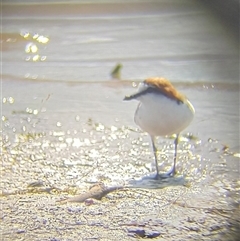 Anarhynchus ruficapillus (Red-capped Plover) at Lake Bathurst, NSW - 11 Dec 2024 by Liam.m