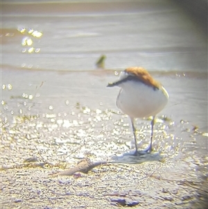 Anarhynchus ruficapillus (Red-capped Plover) at Lake Bathurst, NSW by Liam.m